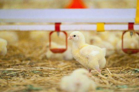 Obrázok pre kategóriu Meranie teploty a vlhkosti pri chove zvierat